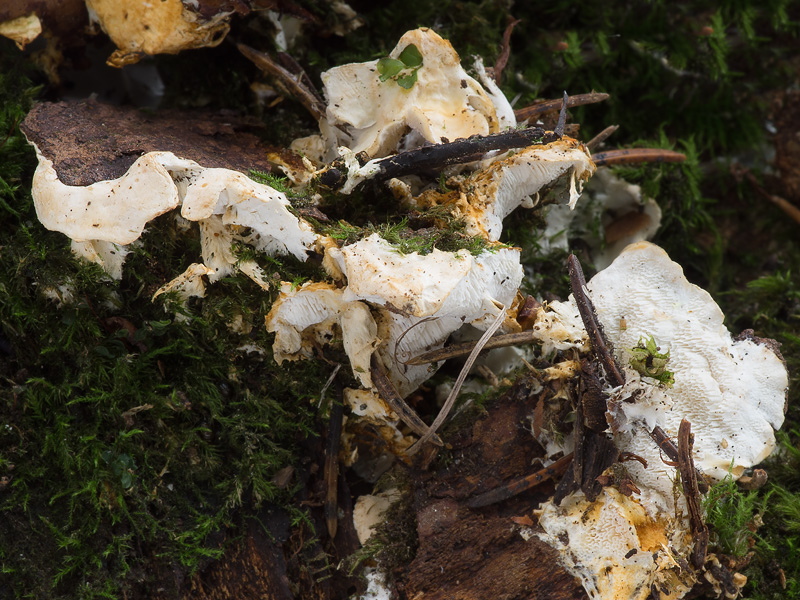 Loweomyces wynneae